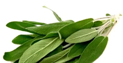 amely salvia
