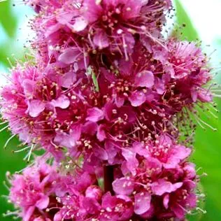 spiraea