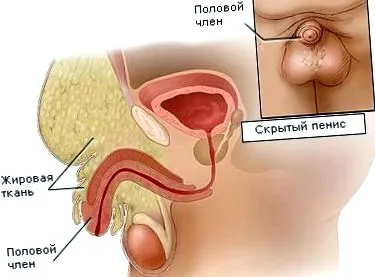nemi szervek pénisz