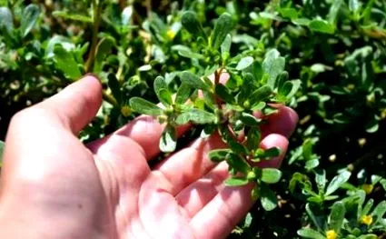 purslane királynője