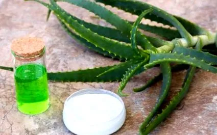 növény aloe vera