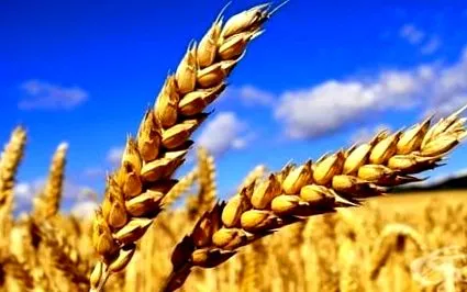 csoportjai triticale