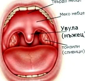 férfi uvula
