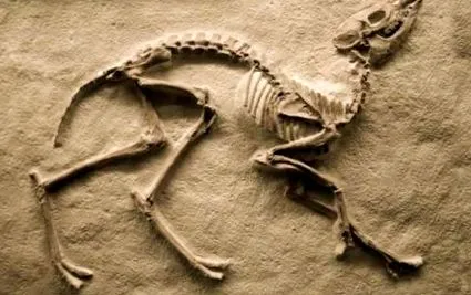méteres dinoszaurusz