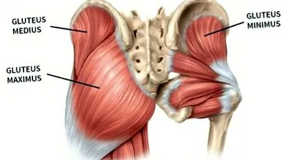 gluteus hátsó comb