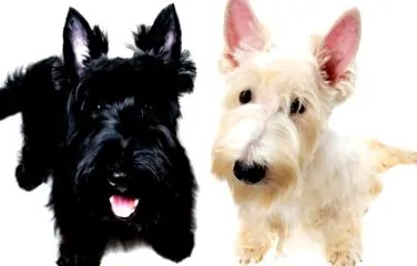 fajtának terrier
