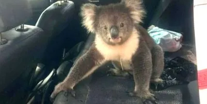 koala