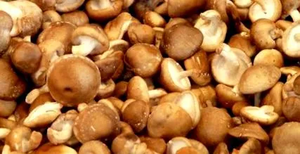 hasznos