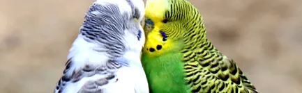 klinika kakadu