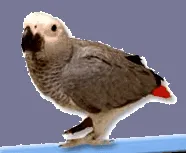 szürke jaco