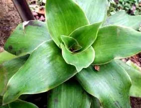 kalizia aromatic