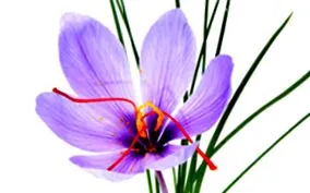 saffron
