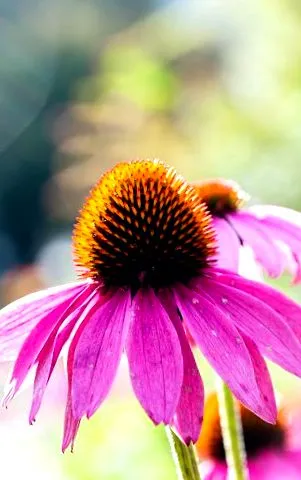 echinacea
