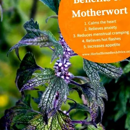 motherwort