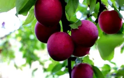 prune