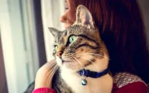 котка