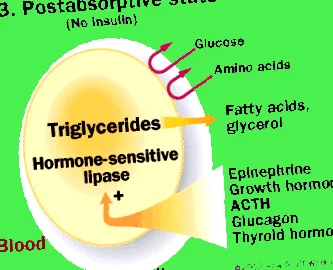 howstuffworks