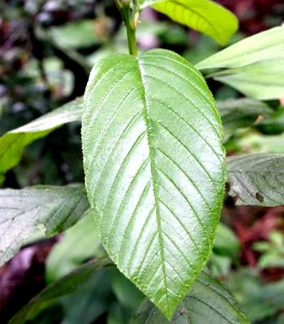 cascara