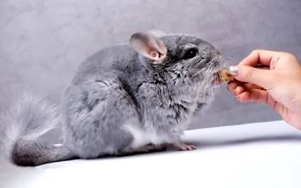 csincsilla
