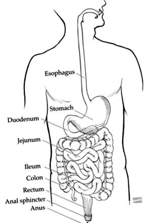 gastropareza