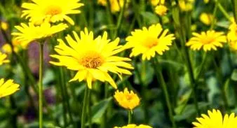 elecampane