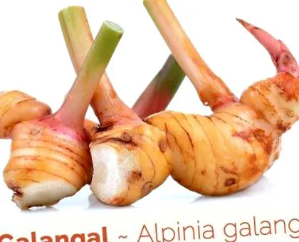 galangal