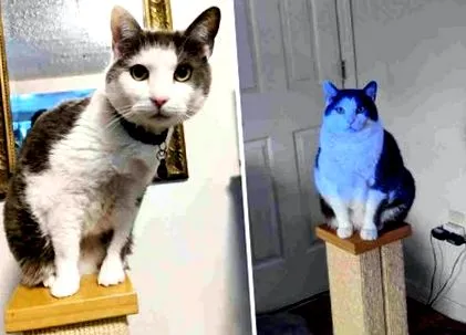 котки