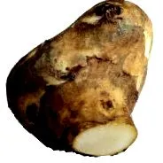 sănătate