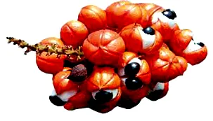 guarana