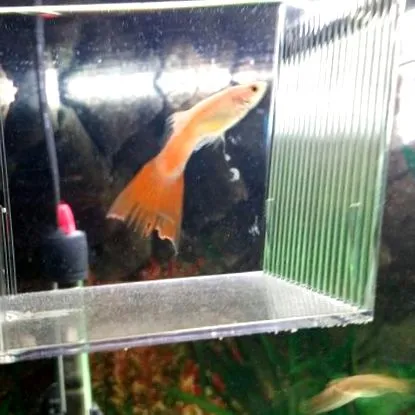 guppy