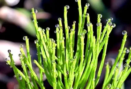 equisetum