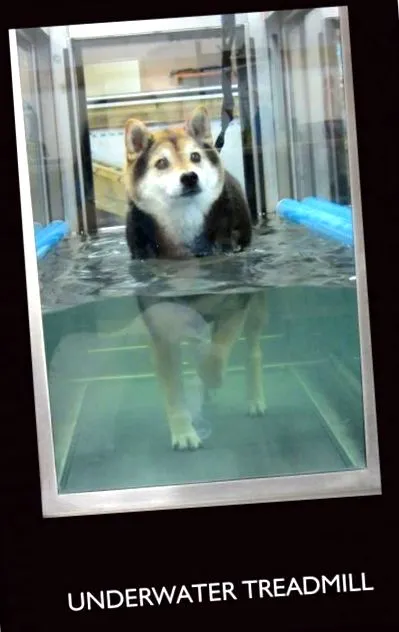 animalelor