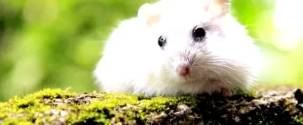 fogyni