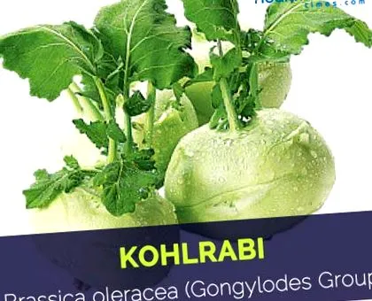 колраби