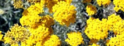 immortelle