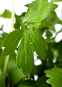 lovage