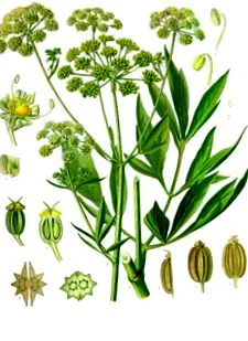 lovage