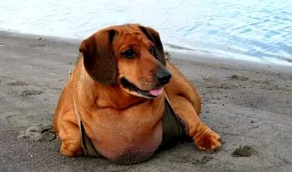 obie obie