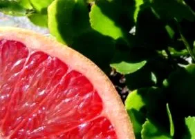 pomelo