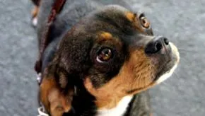 animalelor