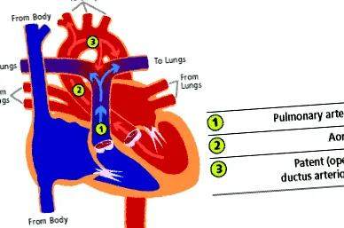 ductus