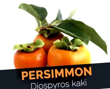 pentru