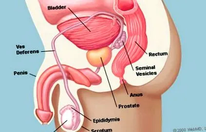 cancerul prostată