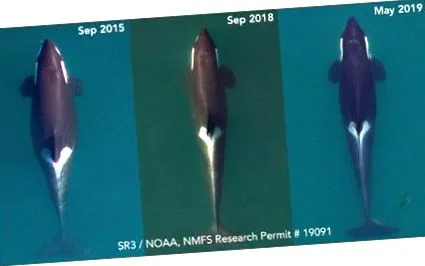 orca