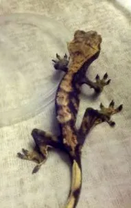 gecko