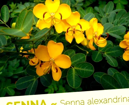 beneficii