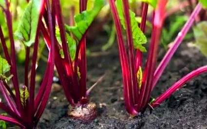 legume rădăcinoase