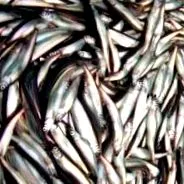 capelin