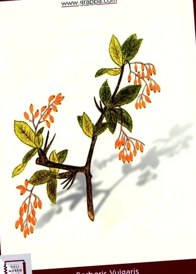 licoarea
