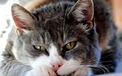котки